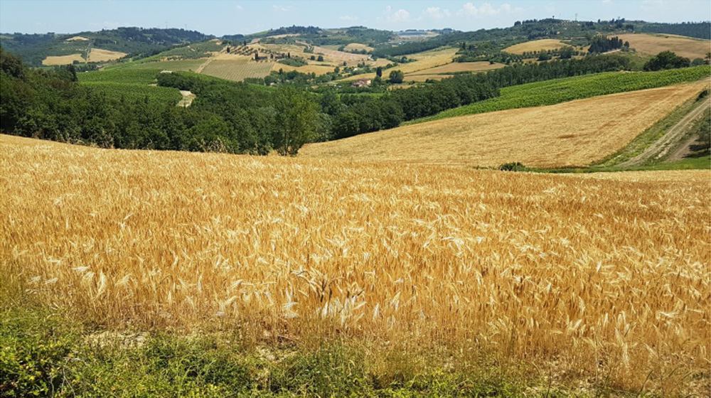 Paesaggio Toscano